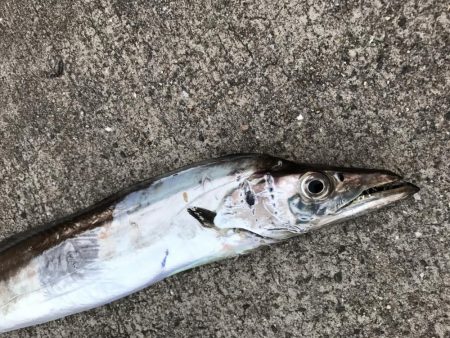 夏のビッグファイト