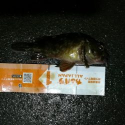 雨天後の南港カモメ大橋釣行 (ギリギリのチヌ釣果小キビレ、ガシラ釣果