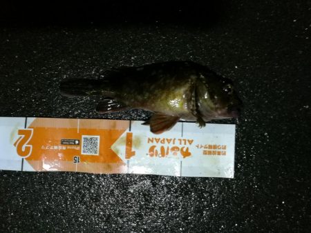 雨天後の南港カモメ大橋釣行 (ギリギリのチヌ釣果小キビレ、ガシラ釣果