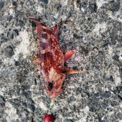 初めてのアオイソメ