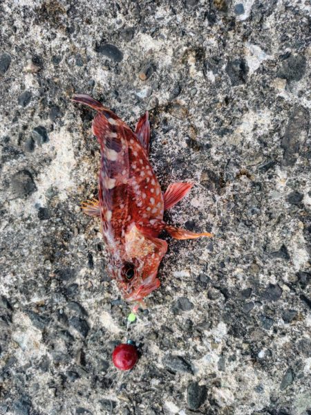 初めてのアオイソメ