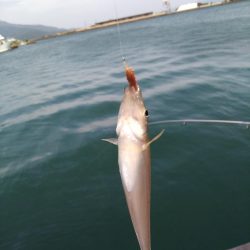 奥様のちょい投げ