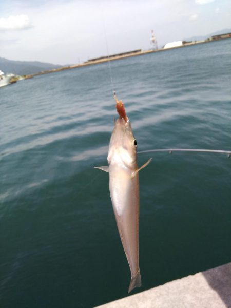 奥様のちょい投げ