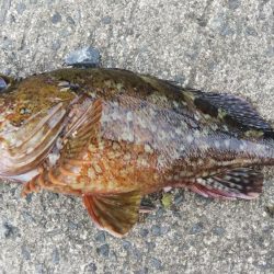 ロックフィッシュ釣行