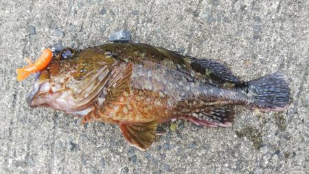ロックフィッシュ釣行