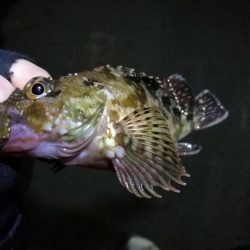 梅雨の南港フェリーヘチ釣り （なんとか小キビレ＆小ガシラ釣果のみ）