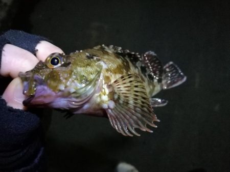 梅雨の南港フェリーヘチ釣り （なんとか小キ…