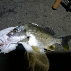 雨降り前に南港フェリーヘチ釣り (いつも通り小キビレ&小ガシラ釣果のみ)