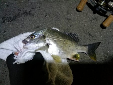 雨降り前に南港フェリーヘチ釣り (いつも通り小キビレ&小ガシラ釣果のみ)