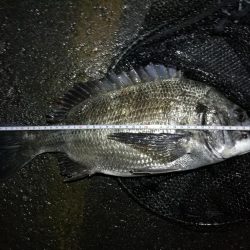 大雨後の南港カモメ大橋釣行 (真チヌ釣果48cm、小メジナ、小キビレ、ガシラ釣果)