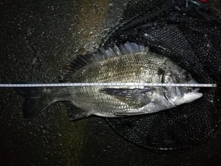 大雨後の南港カモメ大橋釣行 （真チヌ釣果4…
