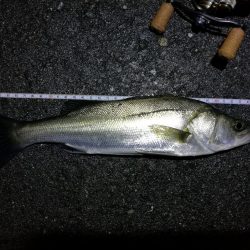 雨天後の南港フェリーヘチ釣り （小キビレ、小ガシラ、小シーバス釣果有り）