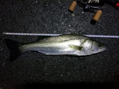 雨天後の南港フェリーヘチ釣り （小キビレ、…
