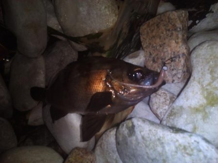 フグにも負けず泉南マーブルビーチで小さなメ…