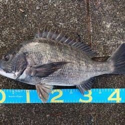 はじめて～の～チヌ♪