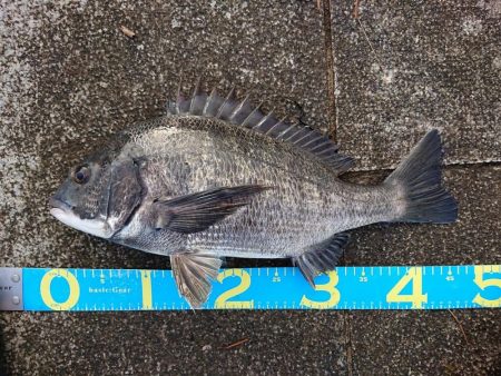 はじめて～の～チヌ♪