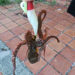 タコ　タコ　タコ