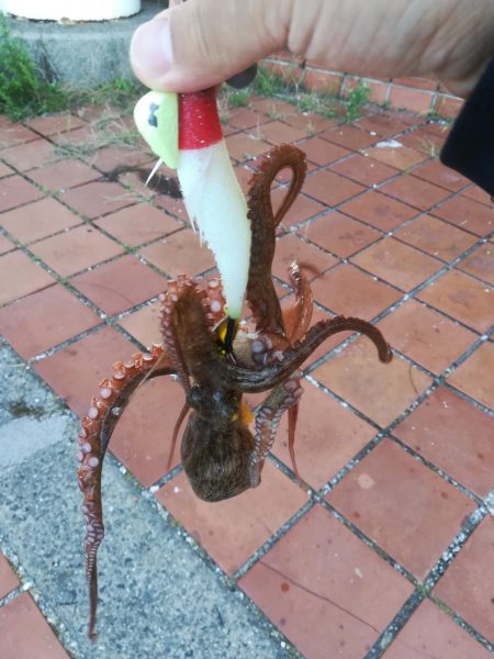 タコ　タコ　タコ