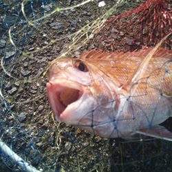 落とし込みで良サイズのマダイ2匹！