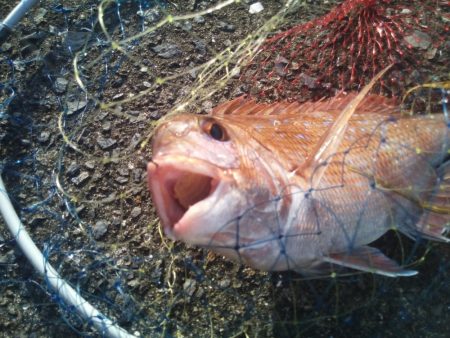 落とし込みで良サイズのマダイ2匹！