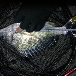 南港カモメ大橋釣行 (キビレ34cm、小メジナ釣果)