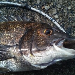 2日連続　ヘチ釣りで真鯛と47ｃｍチヌ