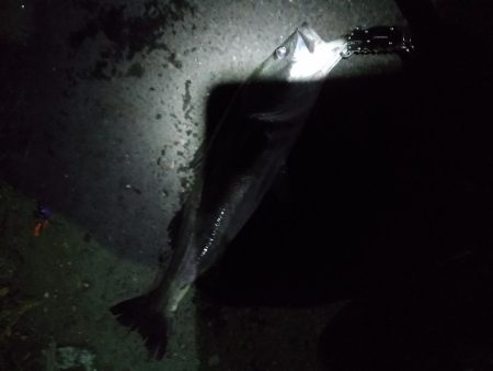 チニングシーバス