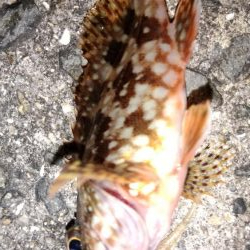 アジが釣りたくて