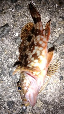 アジが釣りたくて