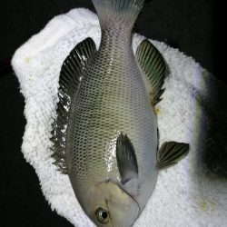 南港カモメ大橋釣行 （小キビレ、小メジナ、ガシラ釣果）