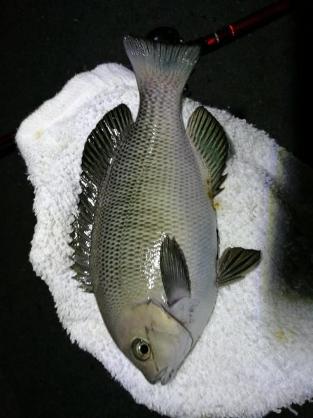 南港カモメ大橋釣行 （小キビレ、小メジナ、…