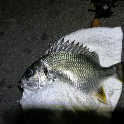 南港フェリーヘチ釣り (小キビレ、小シーバス釣果のみ)