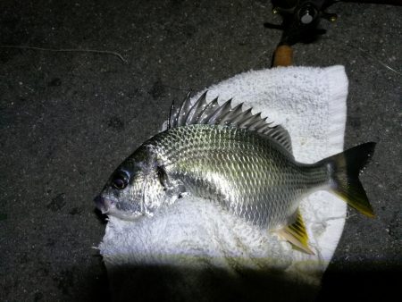 南港フェリーヘチ釣り (小キビレ、小シーバス釣果のみ)