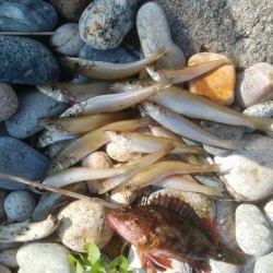 キスが釣れましたー