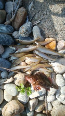 キスが釣れましたー