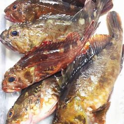 中サバ？メバルをねらいました。