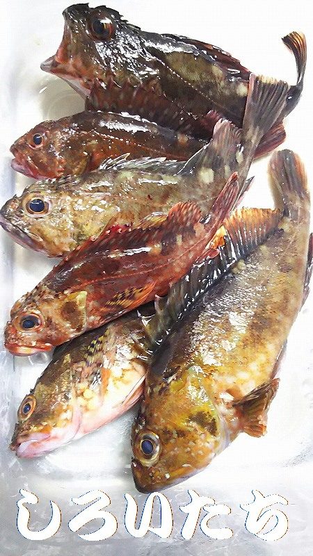 中サバ？メバルをねらいました。