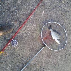 ヘチ釣りでチヌをあげるもエイが多く竿が折れ・・・