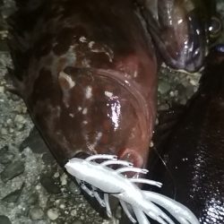 アコウAKOUアコウAKOU