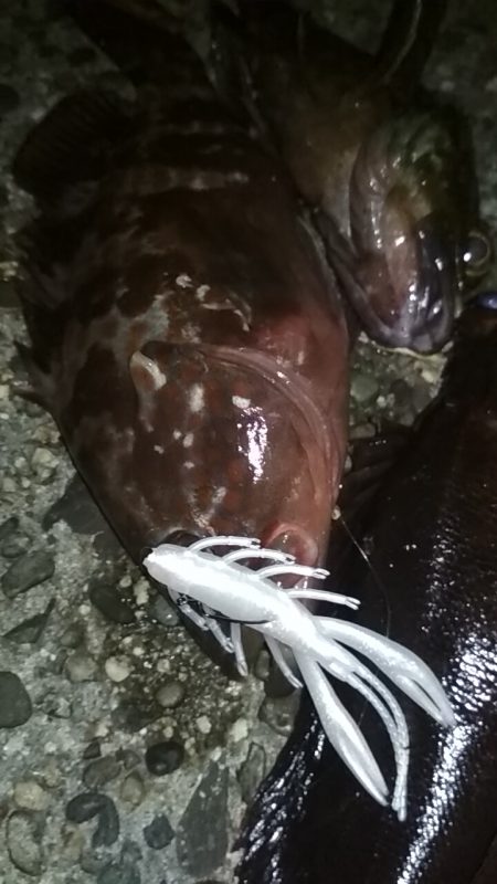 アコウAKOUアコウAKOU