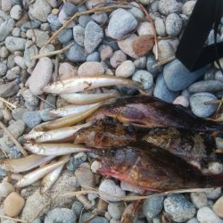 キスの他にアイナメが釣れましたー