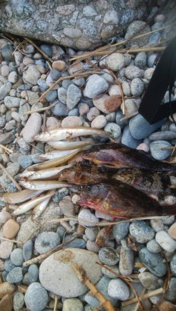 キスの他にアイナメが釣れましたー