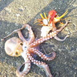 南港魚つり園でタコジグとサビキ