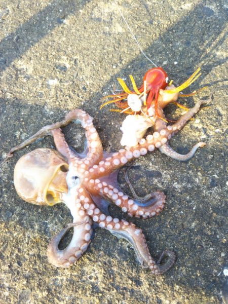 南港魚つり園でタコジグとサビキ