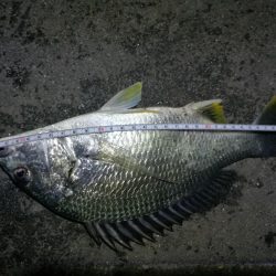 南港カモメ大橋ヘチング釣行 (キビレ33cmと小キビレ釣果のみっす(笑))