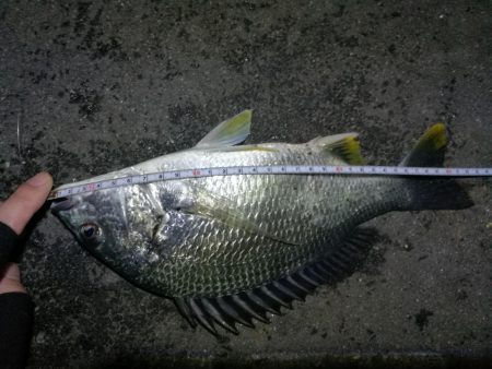 南港カモメ大橋ヘチング釣行 (キビレ33cmと小キビレ釣果のみっす(笑))