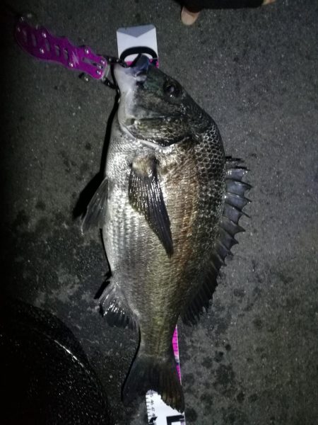 南港カモメ大橋釣行 (真チヌ48cm再び。。その他釣果有り(笑)