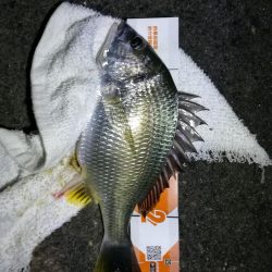 南港フェリーヘチ釣り (ミニ真チヌ、小キビレ他釣果)