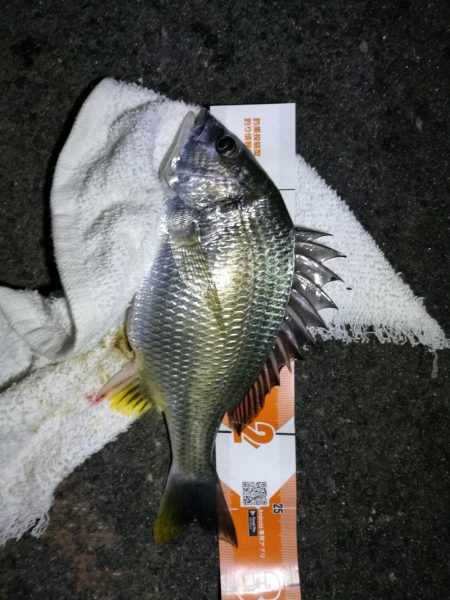 南港フェリーヘチ釣り （ミニ真チヌ、小キビ…