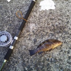 ヘチ釣りでハタ！ハタ！ハタ！